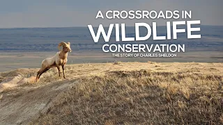 A Crossroads in Wildlife Conservation: Charles Sheldon: Conservation Success Stories