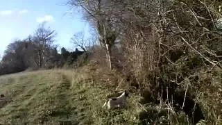 Pheasant & Woodcock Hunting November 2012