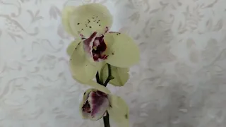 Орхидея из далека