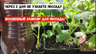 ВОЛШЕБНЫЙ ЭЛИКСИР для РАССАДЫ! СРОЧНО Полейте и через 2 дня не узнаете рассаду!