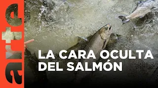 La cara sucia del salmón en Europa | ARTE.tv Documentales