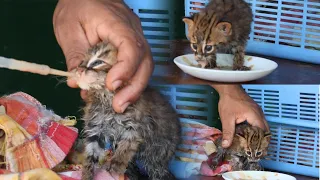 worlds smallest cat  bbc/The man who became the mother of the rusty-spotted cat. / SL WILD TV