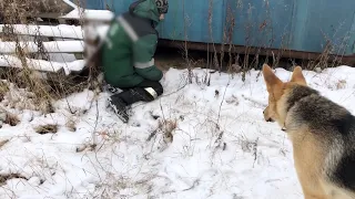 Бродячая собака родила зимой под гаражом 7 щенят. Они в опасности. Пытаемся помочь.