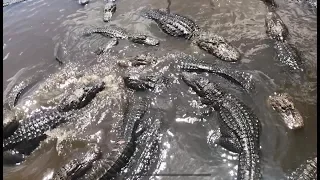 Жесть с крокодилами! крокодил альбинос и где отдыхать во Флориде