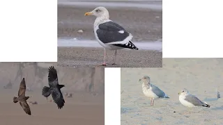 Getting to Know Your Gulls