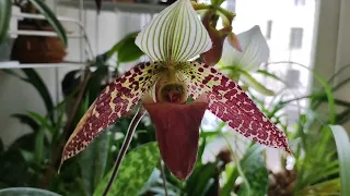 Paphiopedilum update. Paph. Sukhakuli, hainanense, Maudiae Femma, niveum - Башмачки:что новенького?