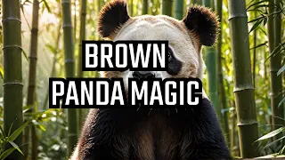 The Rare Brown Giant Pandas  A Sight to  Behold #kennethluk