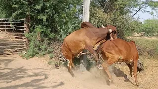 fantastic super fast cow and bull meeting!! cow and horse mating buffalo and cow mating