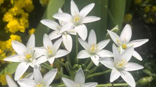 Star of Bethlehem plant