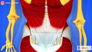 В каких движениях работает широчайшая мышца спины?