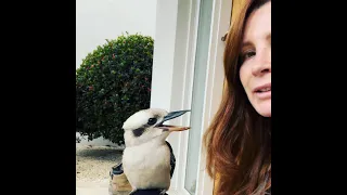 👄 Kookaburra KISS repost😘 #shorts #shortsvideo #kookaburra #birds #birdlovers #love #youtubeshorts