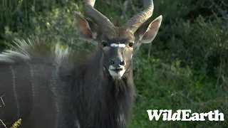 WildEarth - Sunrise Safari -  31 August 2023