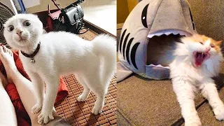 Funniest Cats And Dogs Videos 😁 - Best Funny Animal Videos 2024 🥰#8