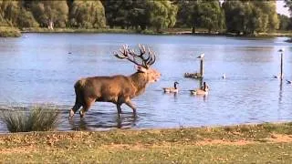 Rutting Deer Bushy Park