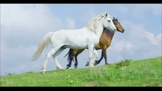 Wild, mountain horses