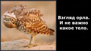 Веселые картинки. Совы прикольные. Самые смешные совы.