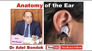 Anatomy of the Ear,  Dr Adel Bondok