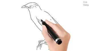 Myna Bird Sketch Drawing Easy, How To Draw Simple Myna Bird Cartoon Step By Step