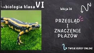 Biologia klasa 6 [Lekcja 16 - Przegląd i znaczenie płazów]