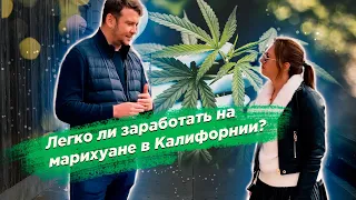 Легко ли заработать на марихуане в Калифорнии?