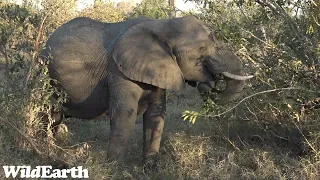 WildEarth - Sunset Safari - 1 July 2023