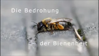 Die Bedrohung der Bienenheit