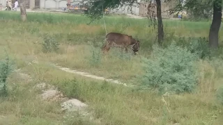 How to eat grass donkey in Village