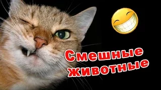 Смешные видео · смешные животные · приколы 2015