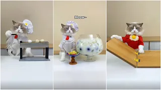 Cats make food 2023 "That Little Puff" Tiktok Compilation #37