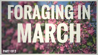 Foraging in March (Part 1 of 2) - UK Wildcrafts Monthly Foraging Calendar