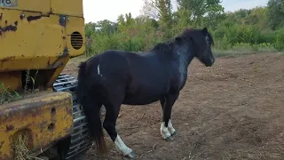 Funniest and Cutest Ponies   Funny Pet Videos