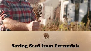 Saving Seed from Perennials | Let's Grow Stuff