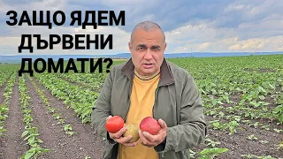 Безвкусни плодове и зеленчуци убиват българските градинари и овощари! Ядем дърво и пластмаса...