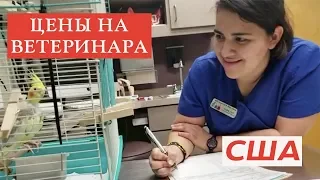 СКОЛЬКО СТОЯТ УСЛУГИ ВЕТЕРИНАРА В США | ВЕЗУ ПОПУГАЯ К ВЕТЕРИНАРУ | ДЕНЬ СО МНОЙ