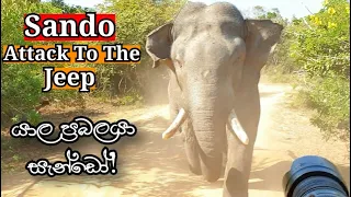 Top1 | SANDO | Huge tusker Sando attack to jeep in yala national park |Yala safari kamesh