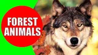 Forest Animals for Kids - Children Learn Temperate Forest Animal Sounds & Animals of the Forest