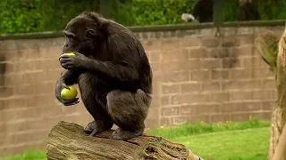 Chimp Learns to Trade | Extraordinary Animals | BBC Earth