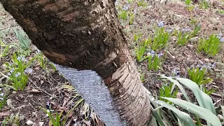 Ce adaug in VAR pentru a dubla protectia pomilor ! BENEFICII !!!