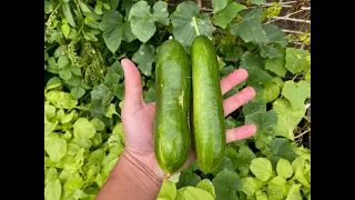 Soil Vs Hydroponic 07 - Can You Taste The Difference - Diva Cucumber