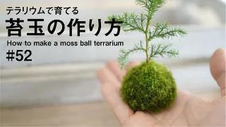 テラリウムで育てる苔玉の作り方 #52