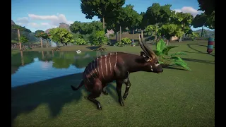 Planet Zoo - Bongo