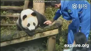 Panda Aibao was hit by a male keeper in China when she's little