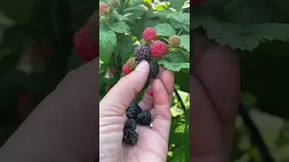 Harvest Time With My Son