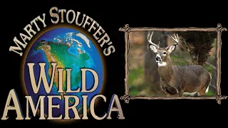 Wild America Season 3 Episode 8 | Pennsylvania Whitetail | Untamed