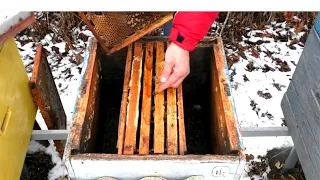 Замена гнезда. Как спасти пчел?