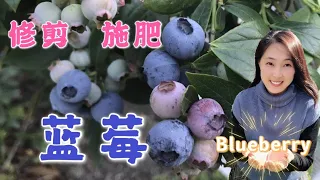 [Garden] Blueberry plant growing -- How to trim and fertiliser blueberry?