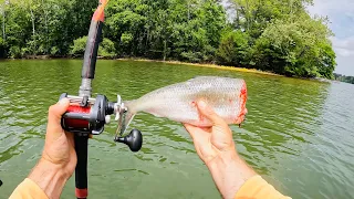 4 Hours of RAW and UNCUT Kayak Catfishing | Anchor Fishing with Cut Bait on Chickamauga Reservoir