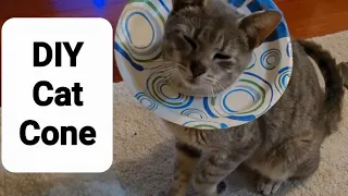 DIY: How to Make a Cat Cone (neuter surgery recovery)