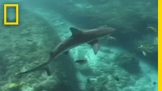 Lemon Sharks | National Geographic