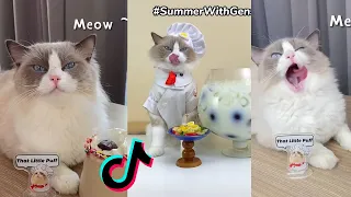 That Little Puff | Cats Make Food 😻 | Kitty God & Others | TikTok 2024 #6